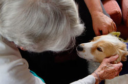 older client leaning over and petting dog on chair