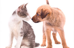 kitten and puppy sniffing one another on white background