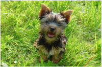 small brown dog standing on back legs in the grass looking up to camera