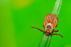 tick sitting on a blade of grass on green background