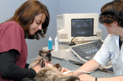 two technicians performing an ultrasound check on a cat, cat is laying on its back on exam table with ultrasound machine in background