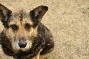 brown and tan senior dog sitting on ground looking up into camera