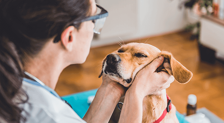 Annual Exams golden dog having its face examined by technician