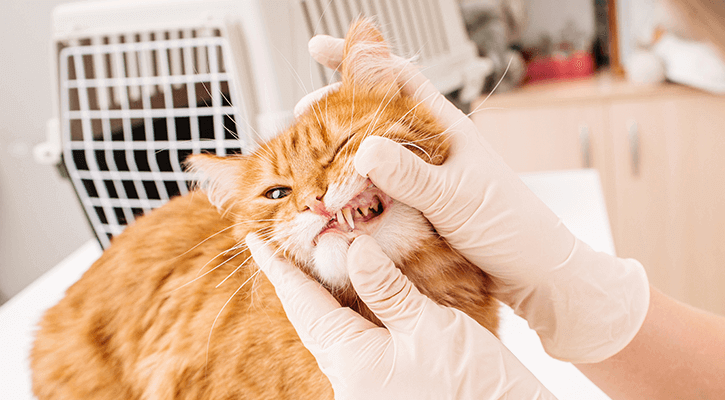 Dental Care orange cat having teeth examined by employee