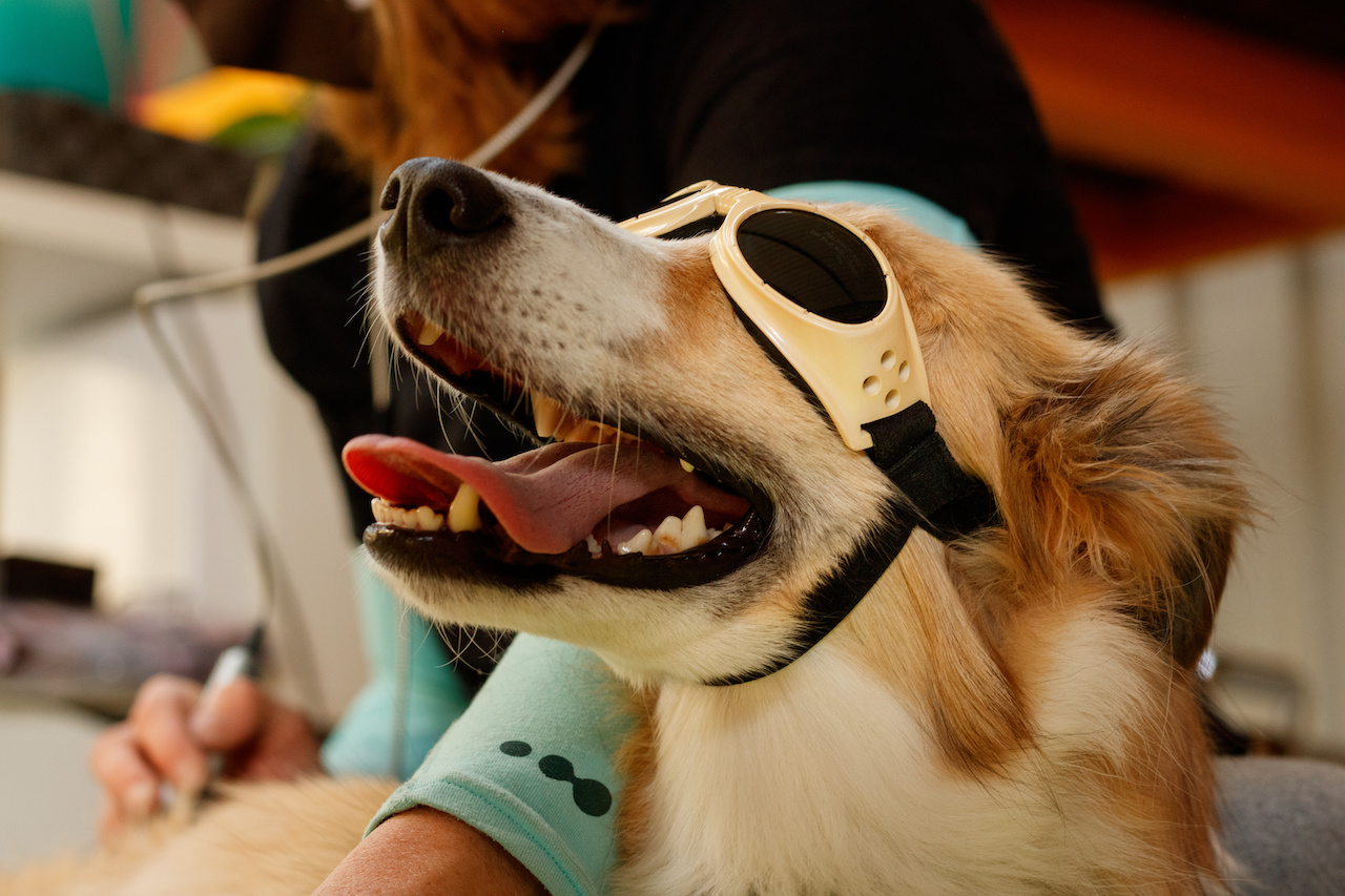 Perro con gafas en terapia de láser